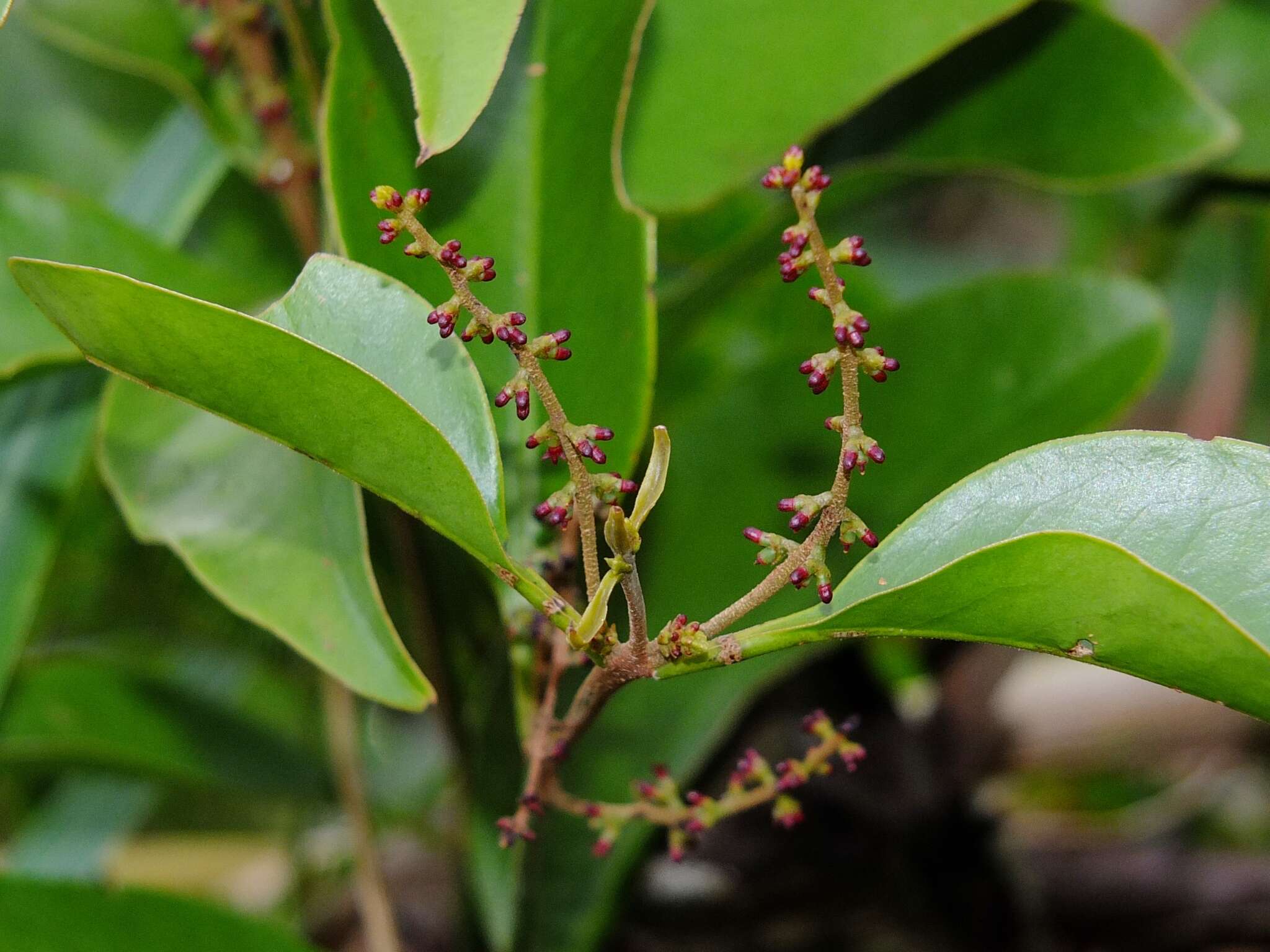 Image de Passovia pyrifolia (Kunth) Tiegh.