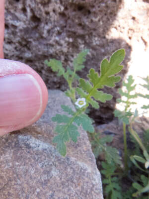 Image de Eucrypta chrysanthemifolia (Benth.) Greene