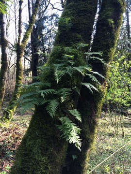 Image of licorice fern