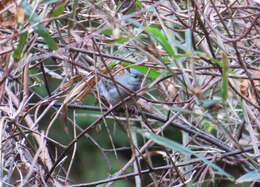 Image of Gray Bunting