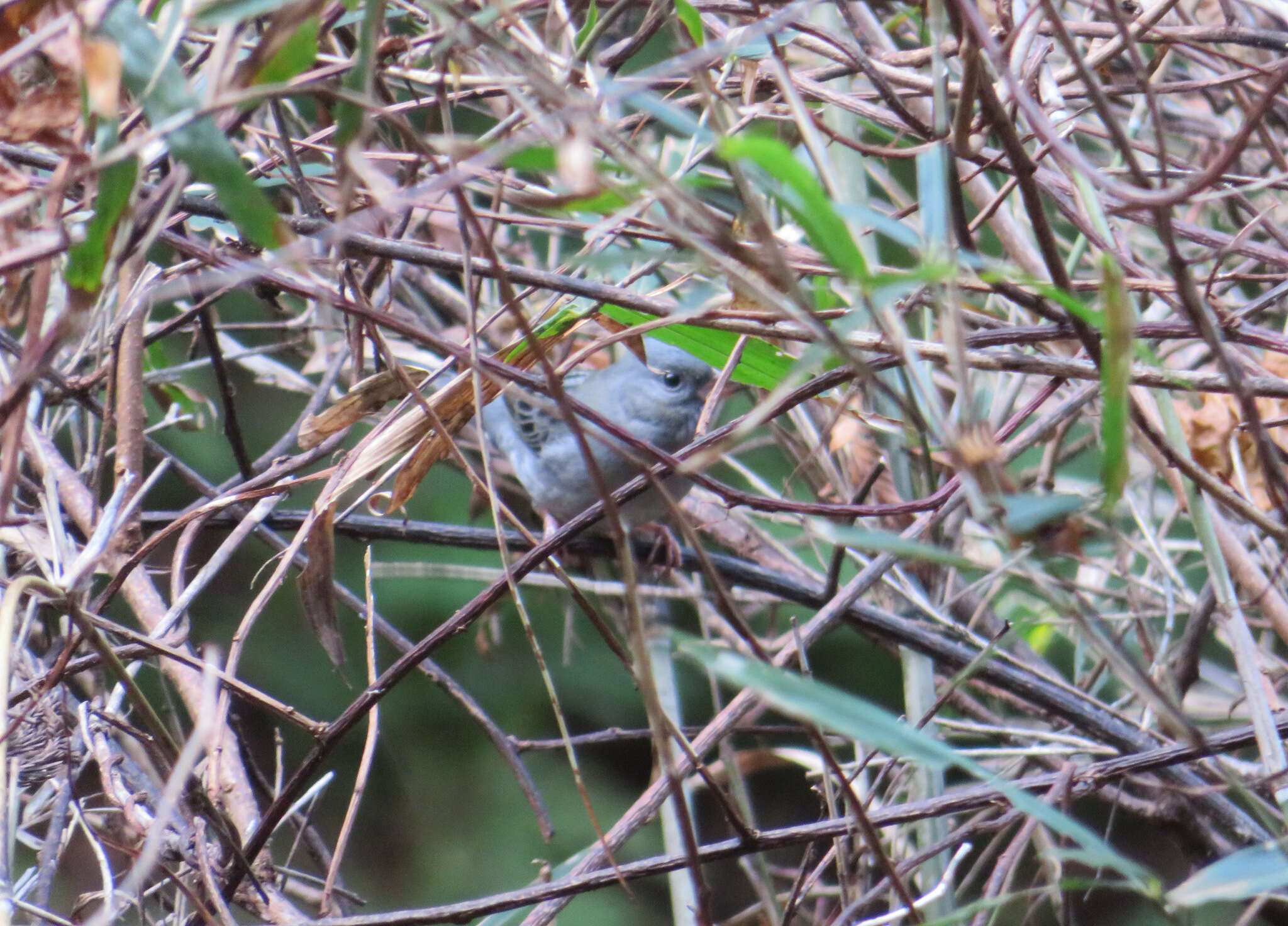 Image of Gray Bunting