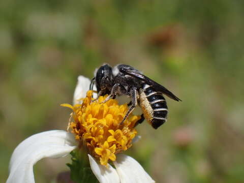 Megachile exilis Cresson 1872 resmi