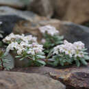 Imagem de Galium cometerhizon Lapeyr.