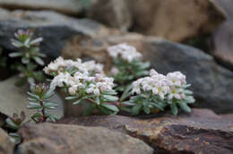 Image of Galium cometerhizon Lapeyr.