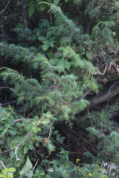 Image of Alpine Juniper