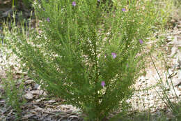 Image of Prostanthera cryptandroides subsp. euphrasioides (Benth.) B. J. Conn