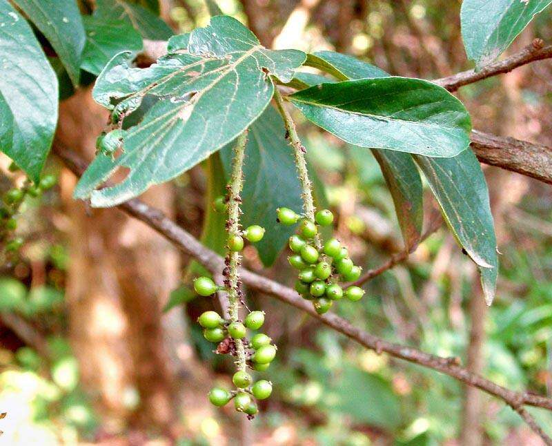 Image of Tassel berry