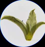 Image of Streblotrichum convolutum (Hedw.) P. Beauv.