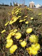 صورة Lampranthus glaucus (L.) N. E. Br.