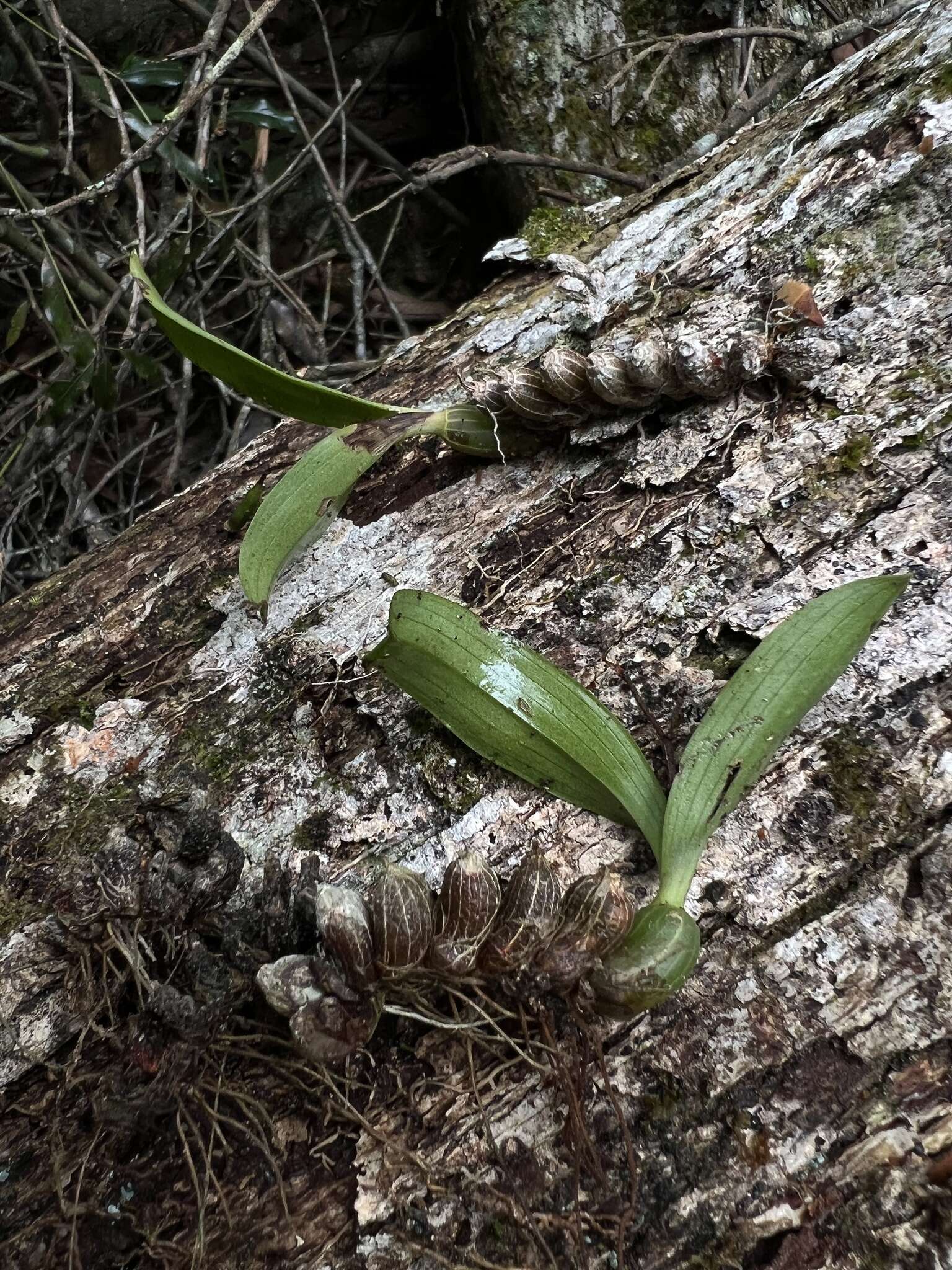 Image of Conchidium japonicum (Maxim.) S. C. Chen & J. J. Wood