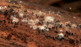 Image of Enerthenema papillatum