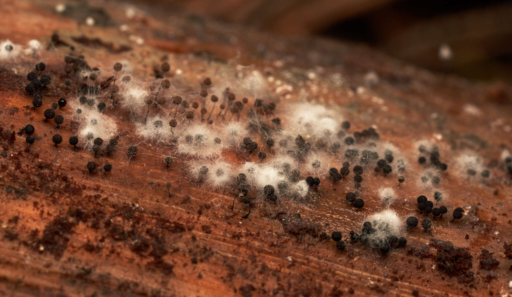 Image of Enerthenema papillatum