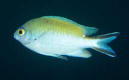 Image de Chromis norfolkensis Allen G. R. & Allen M 2021