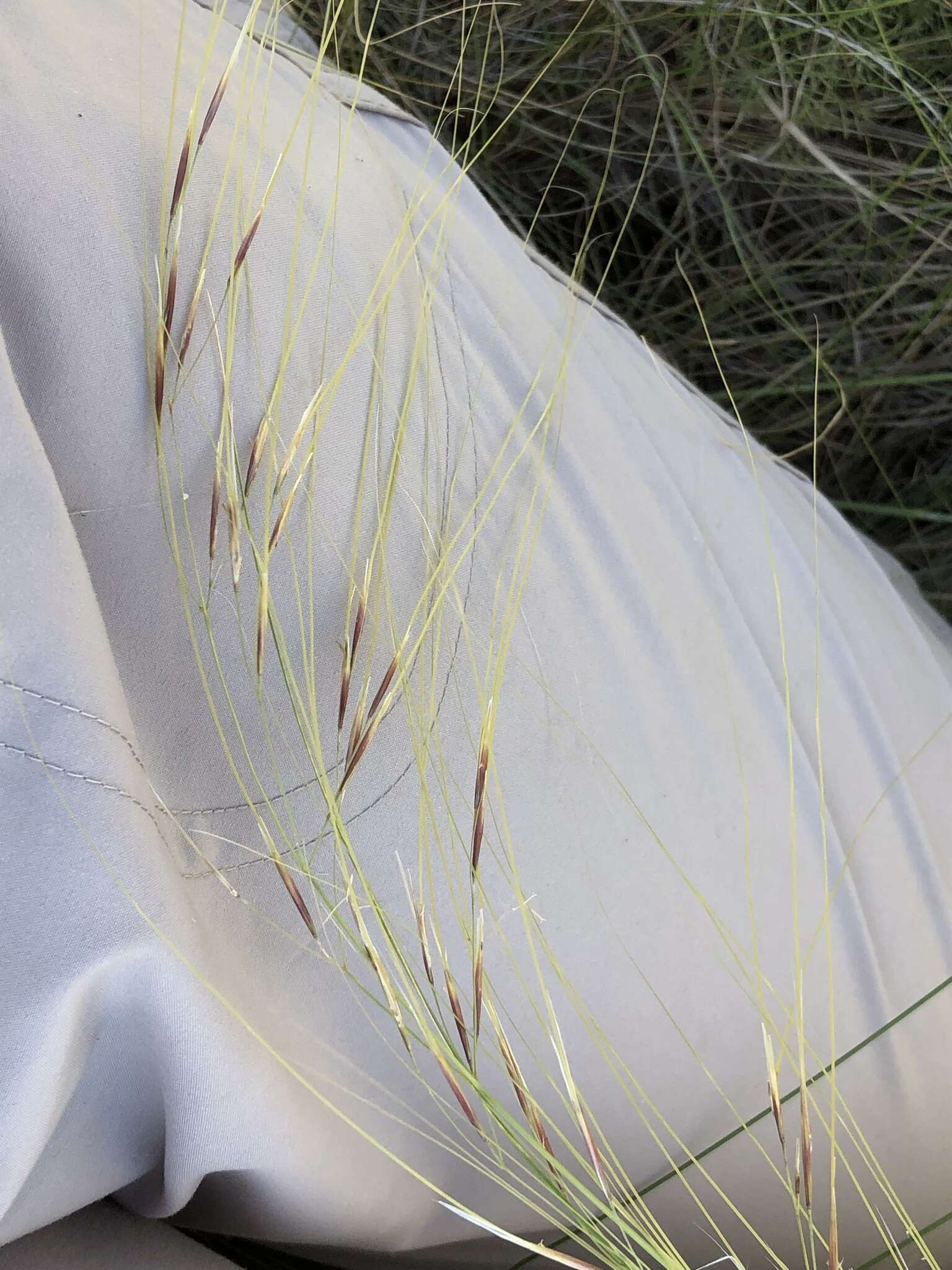 Imagem de Stipa capillata L.