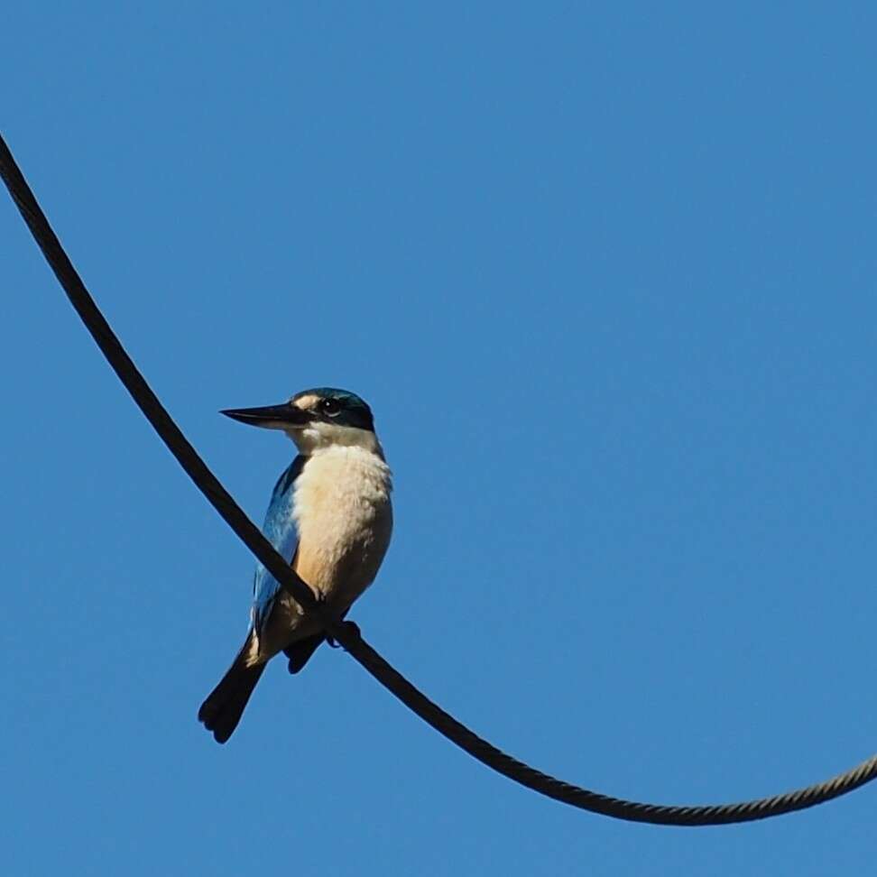 Image of Todiramphus sanctus canacorum (Brasil & L 1916)