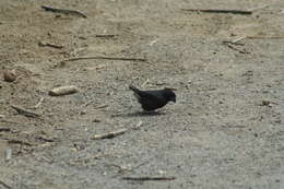 Image of Large Ground Finch