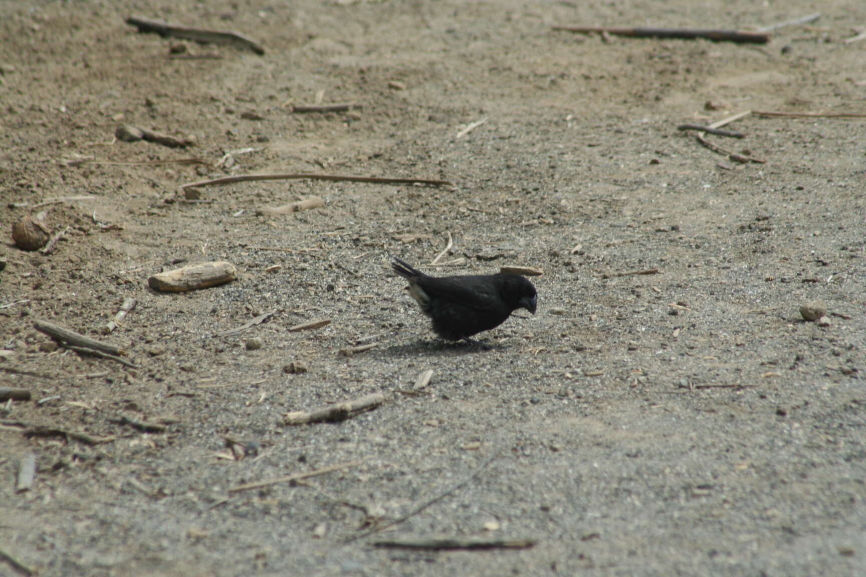 Image of Large Ground Finch