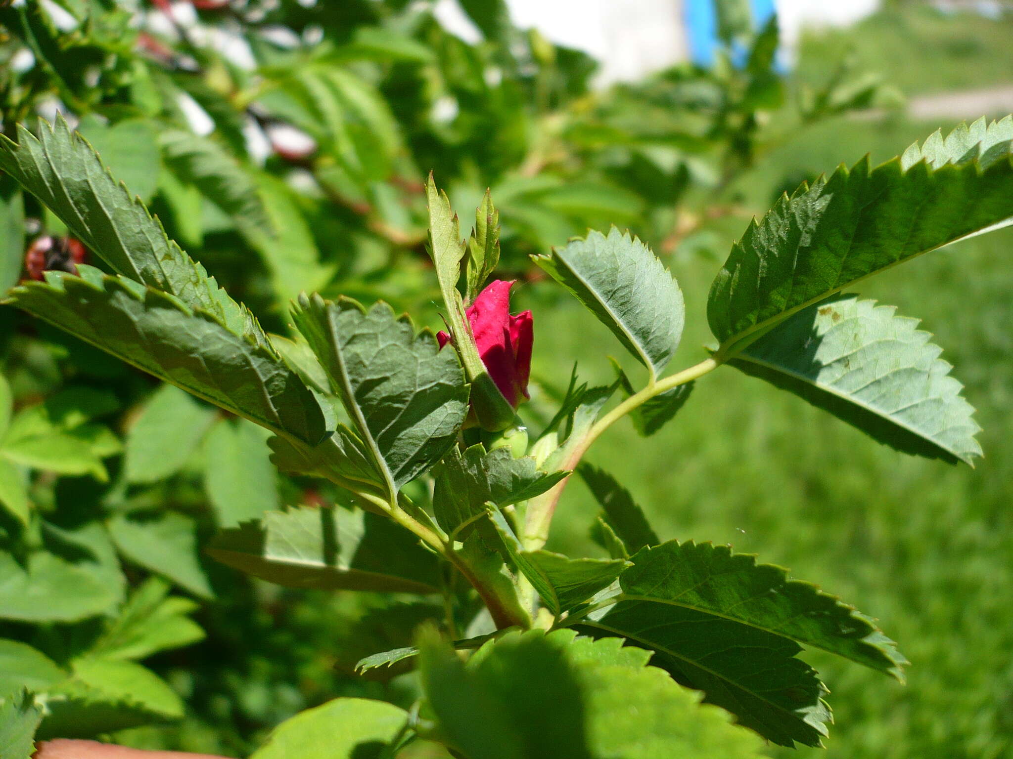 Image of Rosa glabrifolia C. A. Mey. ex Rupr.