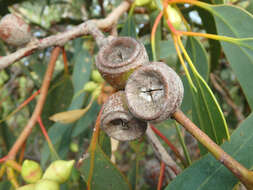 صورة Eucalyptus cosmophylla F. Müll.