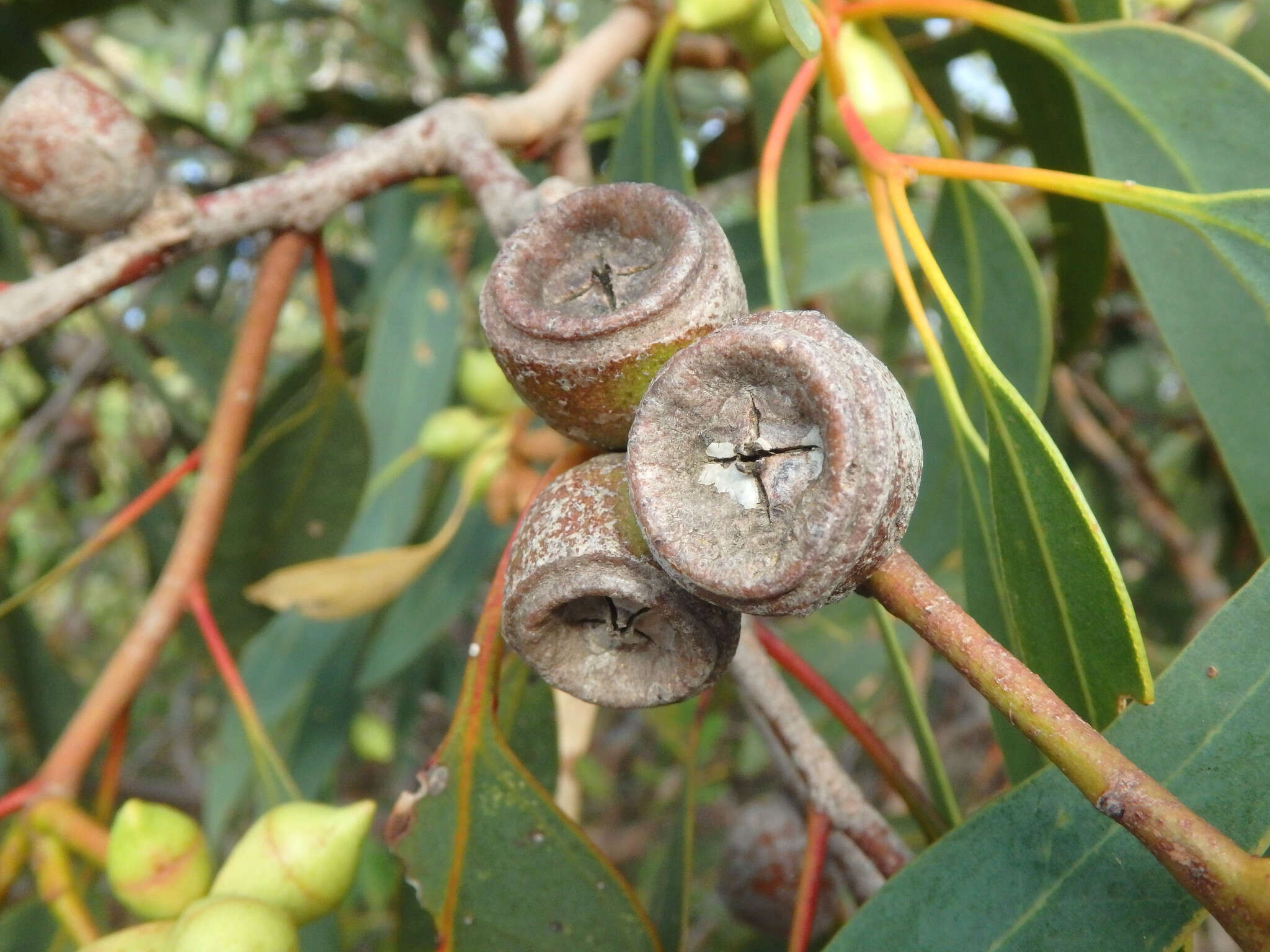 صورة Eucalyptus cosmophylla F. Müll.