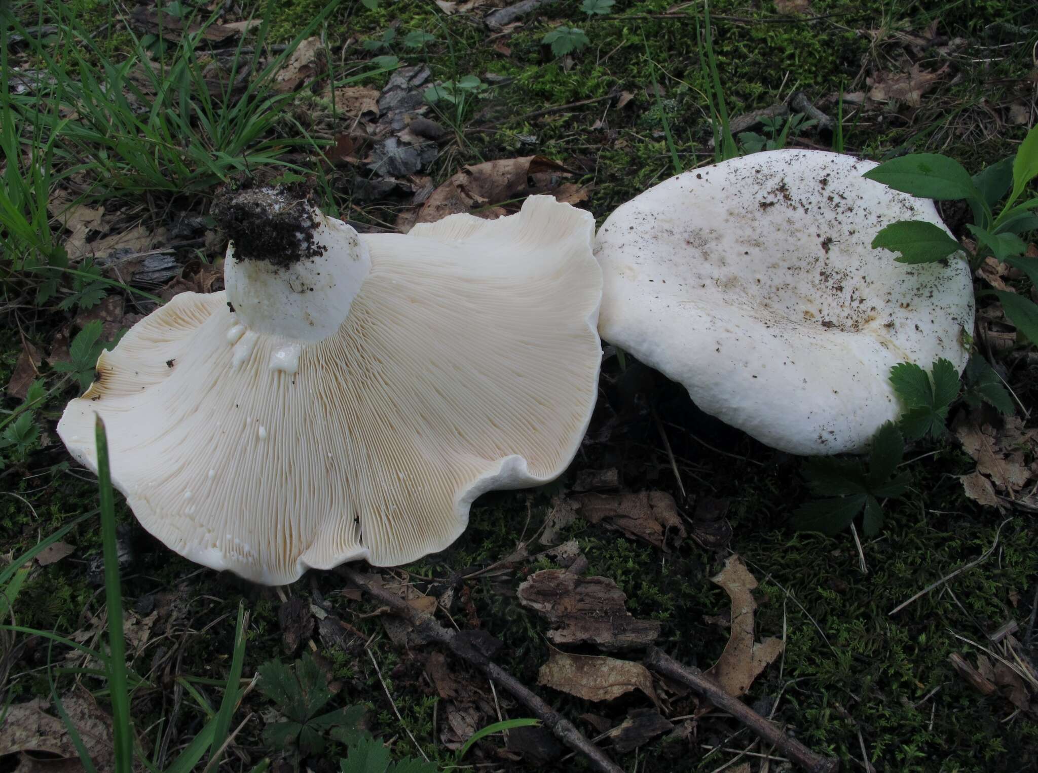 Imagem de Lactarius piperatus (L.) Pers. 1797