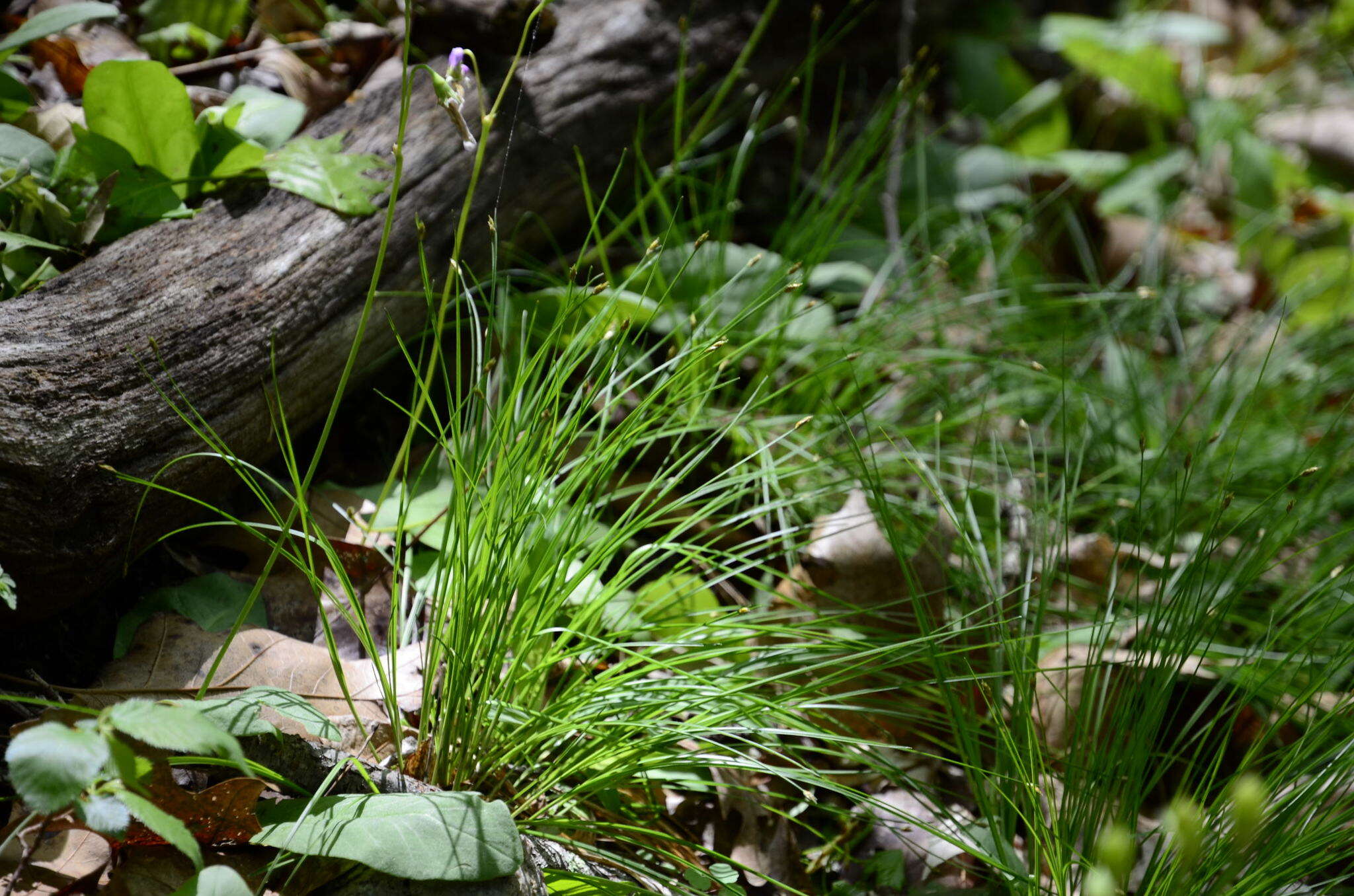 Image of bashful bulrush