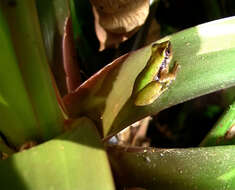 Image of Pristimantis omeviridis Ortega-Andrade, Rojas-Soto, Valencia, Espinosa de los Monteros, Morrone, Ron & Cannatella 2015