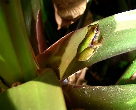 Image de Pristimantis omeviridis Ortega-Andrade, Rojas-Soto, Valencia, Espinosa de los Monteros, Morrone, Ron & Cannatella 2015