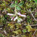 Imagem de Polygala vulgaris subsp. collina (Rchb.) Borbàs