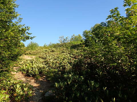 صورة Rhododendron caucasicum Pall.