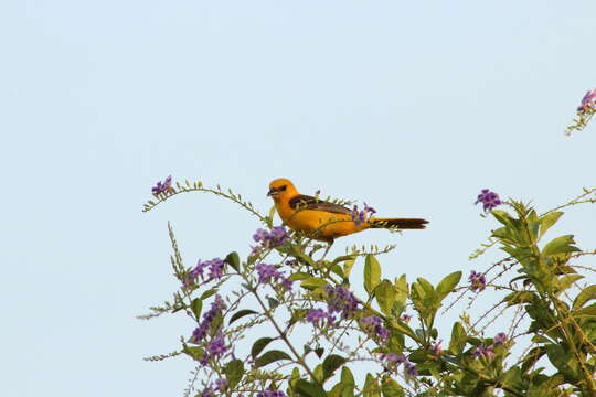 Imagem de Icterus cucullatus igneus Ridgway 1885