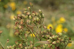 Image of Erigeron floribundus (Kunth) Sch. Bip.