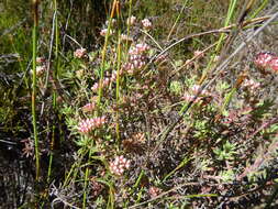 Image of Crassula pruinosa L.