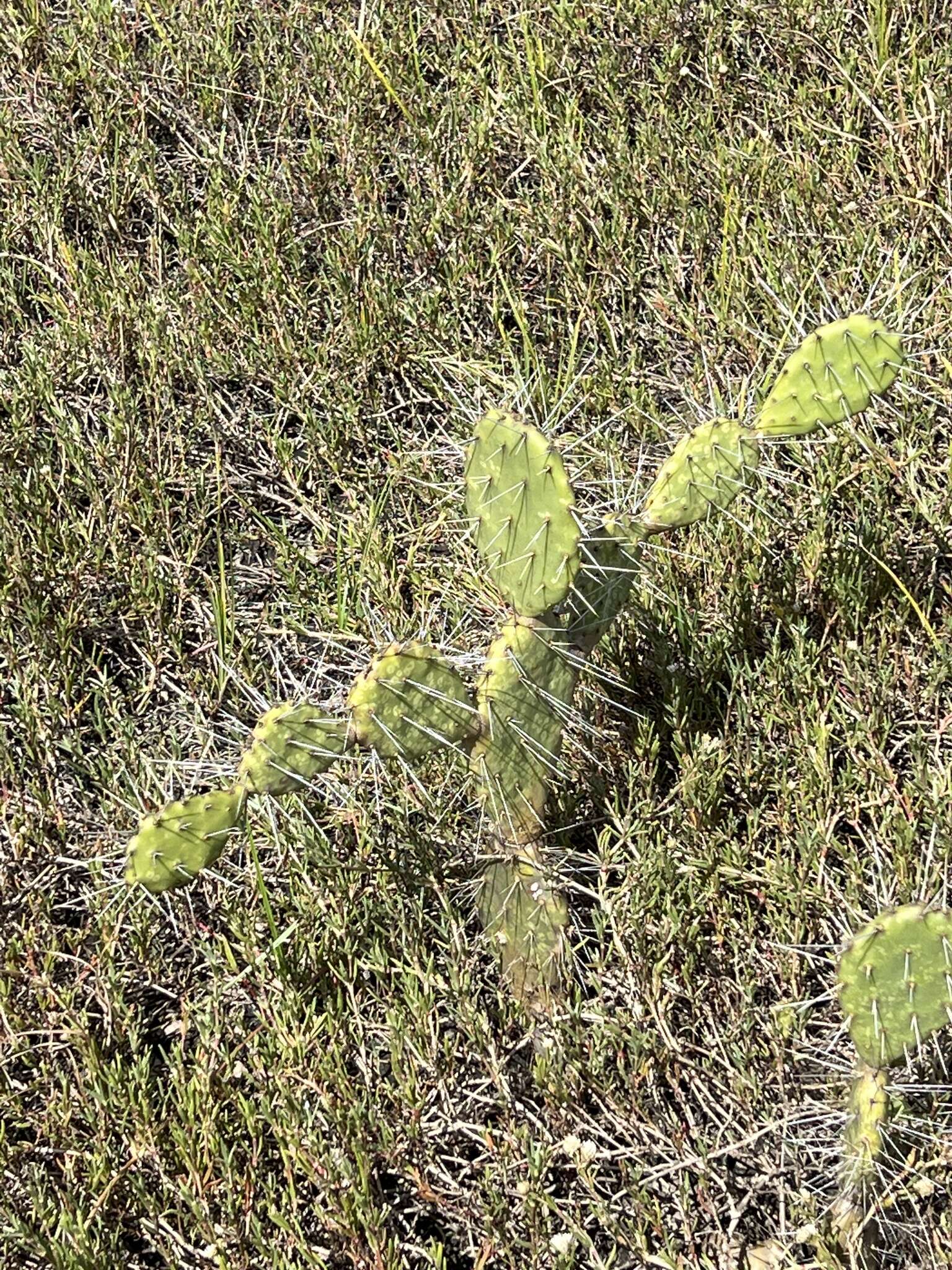 Image of Opuntia caracassana Salm-Dyck