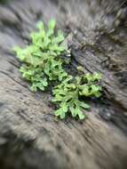 Image of Riccia huebeneriana subsp. sullivantii (Austin) R. M. Schust.