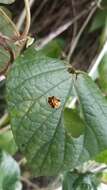 Image of Aspidimorpha (Aspidimorpha) punctum (Fabricius 1801)