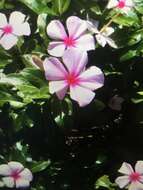 Image of Madagascar periwinkle