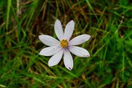 Image of Cosmos diversifolius Otto