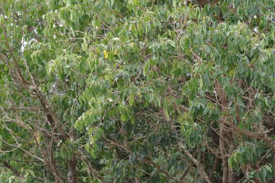 Cordia caffra Sond. resmi