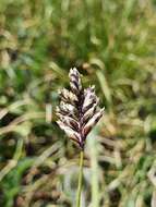 Image of Oreochloa disticha (Wulfen) Link