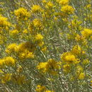 Image of <i>Ericameria nauseosa</i> var. <i>bernardina</i> (H. M. Hall) G. L. Nesom & G. I. Baird
