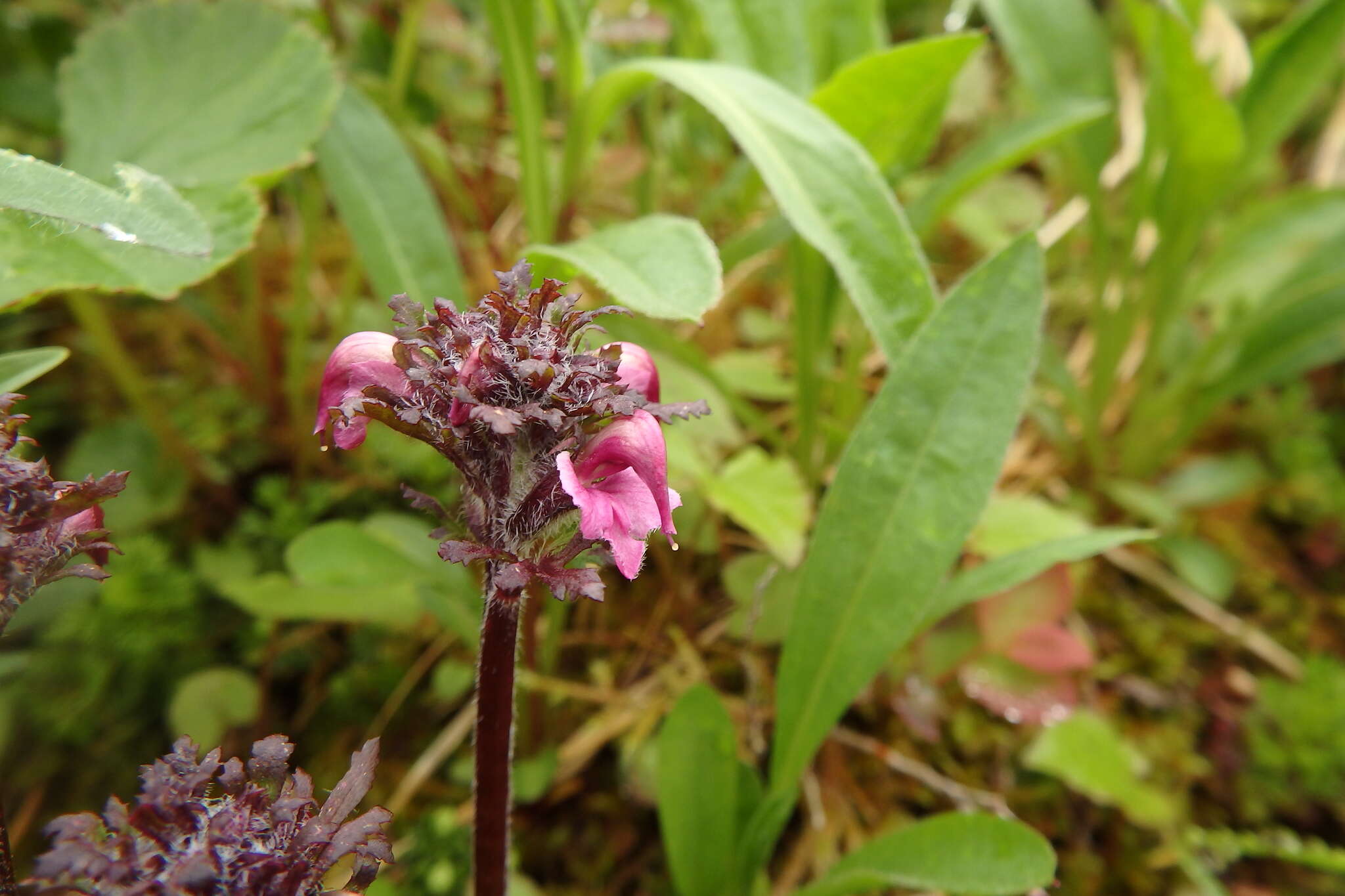 Image of <i>Pedicularis ornithorhynchos</i> Bentham