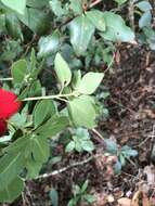 Imagem de Rhododendron ovatum (Lindl.) Planch. ex Maxim.