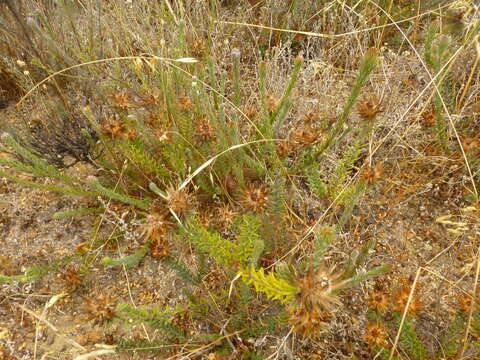 Image of Phylica plumosa L.