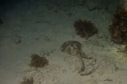 Image of Brazilian electric ray