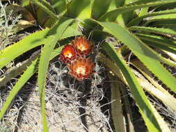 Image of Chihuahuan fishhook cactus