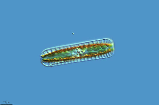 Image of <i>Surirella linearis</i>