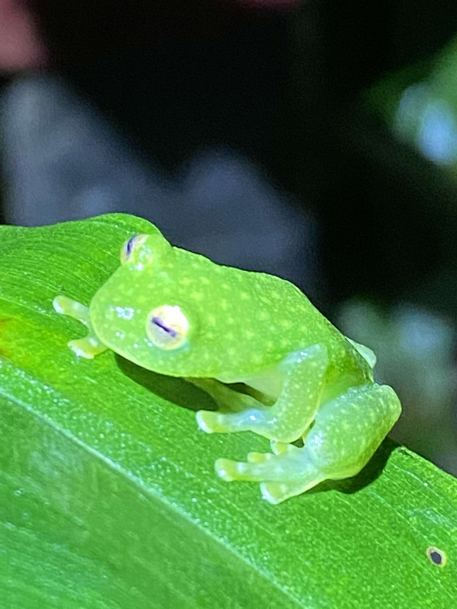 Imagem de Hyalinobatrachium colymbiphyllum (Taylor 1949)