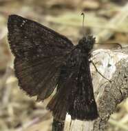 Image of Erynnis pacuvius Lintner 1878