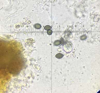 Plancia ëd Podospora araneosa (Cain) Cain 1962